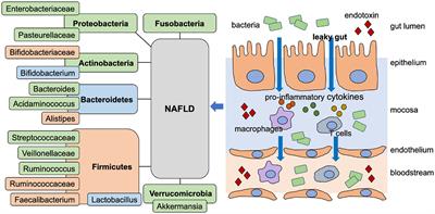 Effects of probiotics on non-alcoholic fatty liver disease: a review of human clinical trials